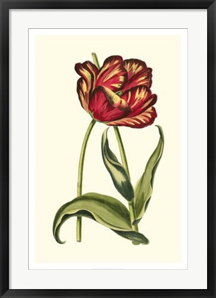 Framed Vintage Tulips VI Print