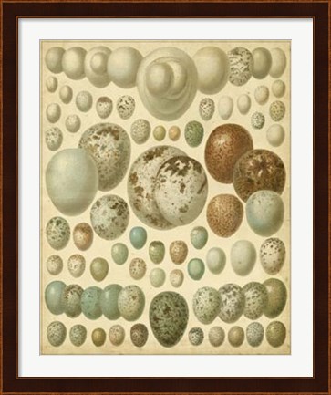 Framed Vintage Bird Eggs I Print