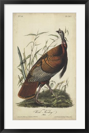 Framed Audubon Wild Turkey Print