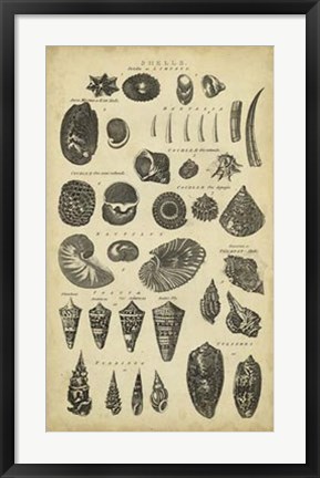 Framed Study of Shells II Print