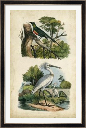 Framed Avian Sanctuary I Print