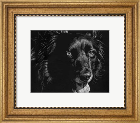 Framed Canine Scratchboard XXI Print