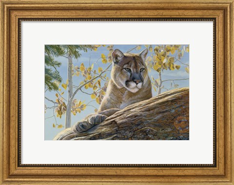 Framed Front Range Cougar Print