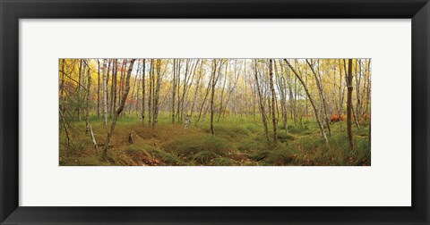 Framed Birch Forest Panorama Print