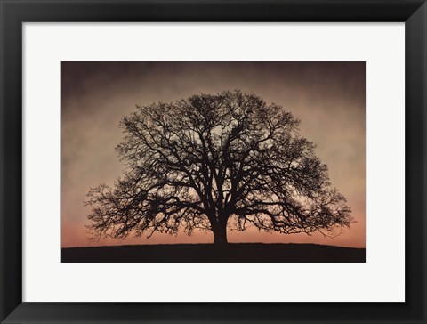 Framed Majestic Oak Print