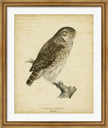 Framed Non-Embellished Vintage Owl Print