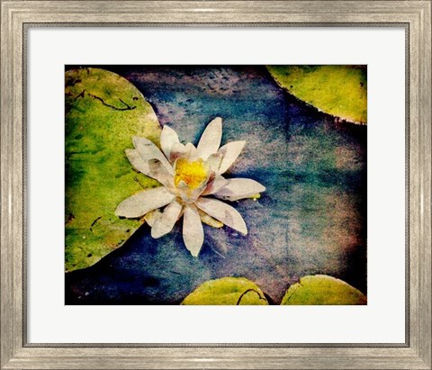 Framed Kenilworth Lilies I Print