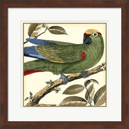 Framed Tropical Parrot I Print