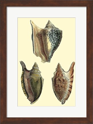 Framed Classic Shells II Print