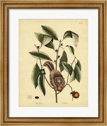 Framed Flying Squirrel, P. T76 Print