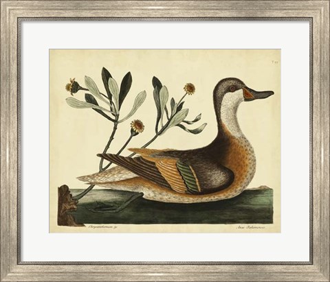Framed Ilatheria Duck, Pl. T93 Print