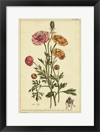 Framed Ranunculus, Pl. CCXVI Print