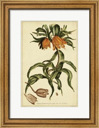 Framed Corona Imperalis, Pl. CV Print