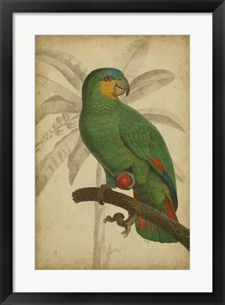 Framed Parrot and Palm I Print