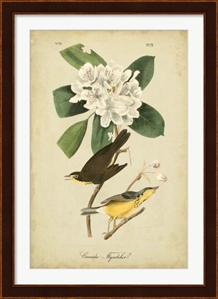 Framed Audubon Canada Flycatcher Print