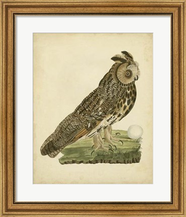 Framed Antique Nozeman Owl III Print