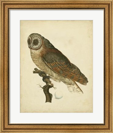 Framed Antique Nozeman Owl IV Print