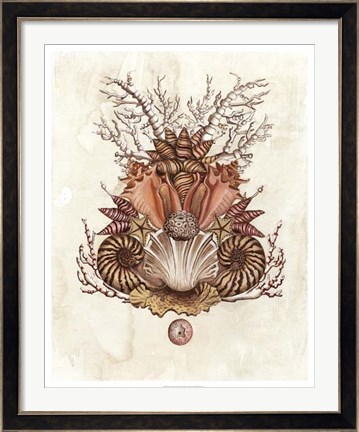 Framed Baroque Nautilus II Print