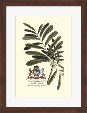 Framed Royal Botanical III Print