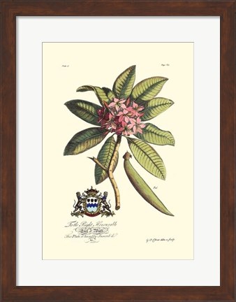 Framed Royal Botanical V Print