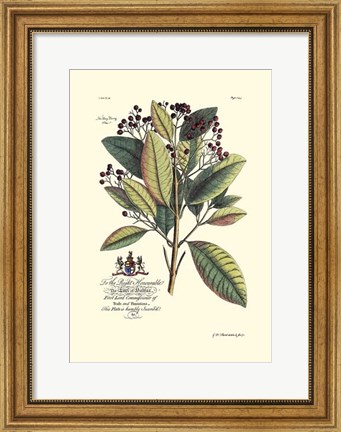 Framed Royal Botanical VI Print