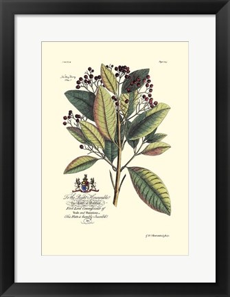 Framed Royal Botanical VI Print