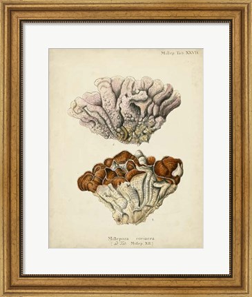 Framed Coral Collection II Print