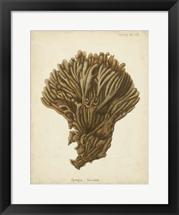 Framed Coral Collection VI Print