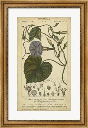 Framed Floral Botanica I Print