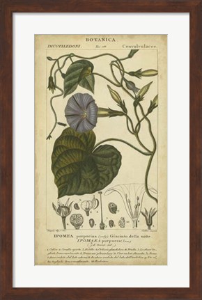 Framed Floral Botanica I Print