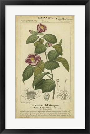 Framed Floral Botanica III Print