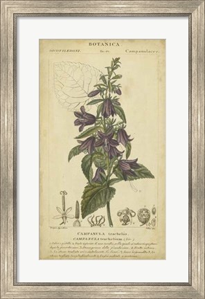 Framed Floral Botanica IV Print