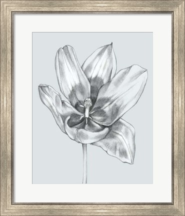 Framed Silvery Blue Tulips II Print
