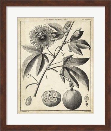 Framed Passiflora I Print
