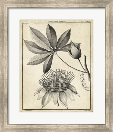 Framed Passiflora II Print