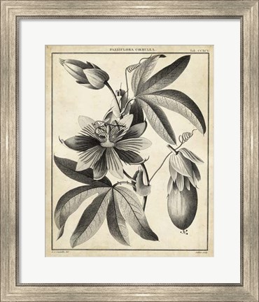 Framed Passiflora III Print