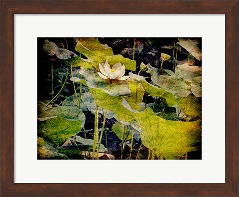Framed Lily Ponds II Print
