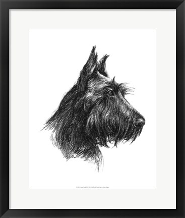 Framed Canine Study II Print