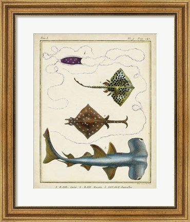 Framed Antique Rays &amp; Fish I Print
