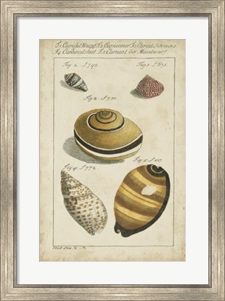 Framed Vintage Shell Study IV Print
