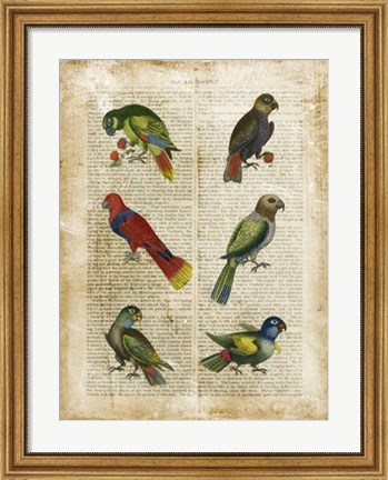 Framed Antiquarian Parrots I Print