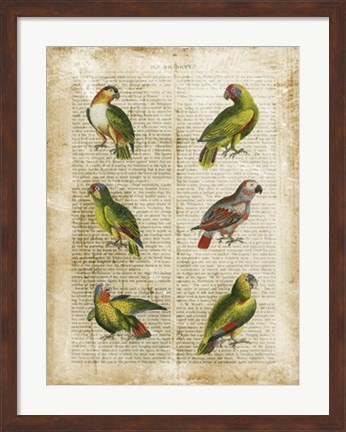 Framed Antiquarian Parrots II Print