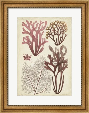 Framed Seaweed Specimen in Coral II Print