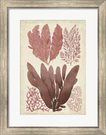 Framed Seaweed Specimen in Coral IV Print