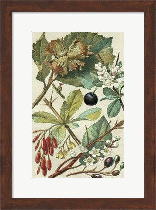 Framed Fruits &amp; Foliage V Print