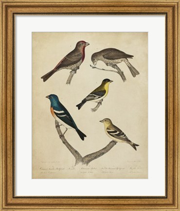 Framed Bonapart Birds I Print