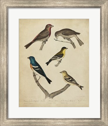 Framed Bonapart Birds I Print