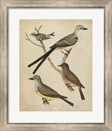 Framed Bonapart Birds II Print