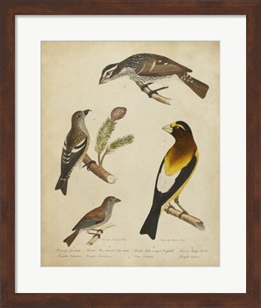 Framed Bonapart Birds IV Print
