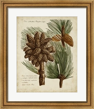 Framed Antique Conifers I Print